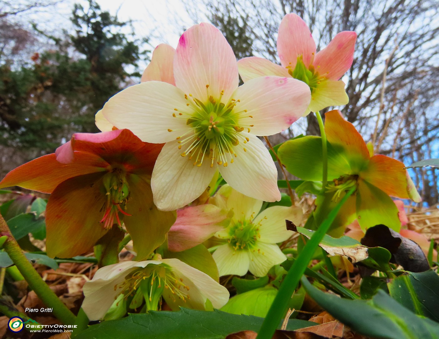55 Helleborus niger -Ellebori.JPG